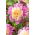 Dahlia - Take Off - Large Pack! - 10 pcs