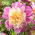 Dahlia - Take Off - Large Pack! - 10 pcs