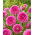 Dahlia - Sandra - Large Pack! - 10 pcs