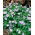 Anemone de lemn Robinsoniana - 1 buc.