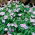 Anemone de lemn Robinsoniana - 1 buc.