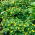 Yellow Anemone - GIGA Pack! - 50 pcs