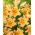 Tree Lily - Saltarello - Large Pack! - 10 pcs.