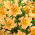 Tree Lily - Saltarello - Large Pack! - 10 pcs.