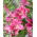 Boomlelie - Robina - 