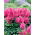 Falsa barba di capra (Astilbe) Federsee - rosa