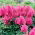 Falsa barba di capra (Astilbe) Federsee - rosa