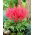False goat's beard (Astilbe) Else Schluck - red