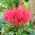 False goat's beard (Astilbe) Else Schluck - red