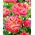 Pion, Paeonia - Coral Charm - planta