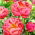 Pion, Paeonia - Coral Charm - planta