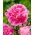 Potonika, Paeonia - Jacorma - sadika