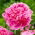 Potonika, Paeonia - Jacorma - sadika