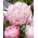 Potonika, Paeonia - Lady Alexandra Duff - sadika