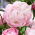 Potonika, Paeonia - Lady Alexandra Duff - sadika