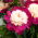 Potonika, Paeonia - White Cap - sadika