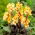 Canna-Lilie - Louis Cotton - 