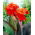 Canna-lelie - Red King Humbert - 