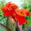 Canna-lelie - Red King Humbert - 