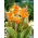 Canna liliom - Csíkos