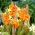 Canna liliom - Csíkos