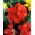 Canna lily - Beleza Vermelha