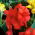 Canna lily - Beleza Vermelha