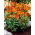 Peruánská lilie - Alstroemeria Orange King - 1 ks.