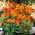 Peruánská lilie - Alstroemeria Orange King - 1 ks.