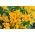Perun lilja - Alstroemeria Lutea - 1 kpl