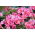 Perui liliom - Alstroemeria Roze - 1 db.
