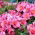 Perui liliom - Alstroemeria Roze - 1 db.