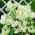 Tropical milkweed - Ice Ballet - seedling