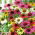 Lilla coneflower utvalg utvalg - 1 stk
