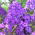 Флокс (Phlox) - Blue Paradise - 1 бр - 
