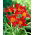 Daylily Sammy Russel