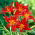 Daylily Sammy Russel