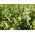 Malabar-spinazie - klimplant - 
