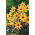 Dahlia Bishop of York - Pack XL - 50 uds.
