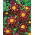 Dahlia Impression Fantastico - XL pak - 50 st - 