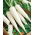 Ravanello - Astor - Raphanus sativus var. major - Radici bianche e allungate, ideali per consumo fresco - Semi Freschi