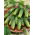Kurkku "Altaj F1" - vaaleanvihreä lajike, jossa ei ole katkeruutta - 105 siementä - Cucumis sativus - siemenet