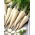 Prezzemolo da Radice - Ołomuńcka - 500 g - Radici lunghe e aromatiche per zuppe e stufati - Semi Freschi