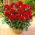 Dahlia Gallery Singer - XL pack - 50 pcs