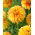 Dahlia Lake Ontario - XL pack - 50 pcs