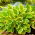 Hosta, Plantain Lily Golden Tiara - XL pack - 50 pcs