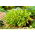 Hosta, Plantain Lily Golden Tiara - XL pack - 50 pcs