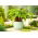 Hosta, Groblad Lily Krusbär Sundea - XL förpackning - 50 st
