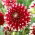Dahlia - Kleine Tijger - 