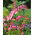 Dicentra, Bleeding Heart Rose - XL pakke - 50 stk.